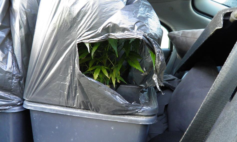 2011-5-27-1344marihuana_110526 (2).JPG